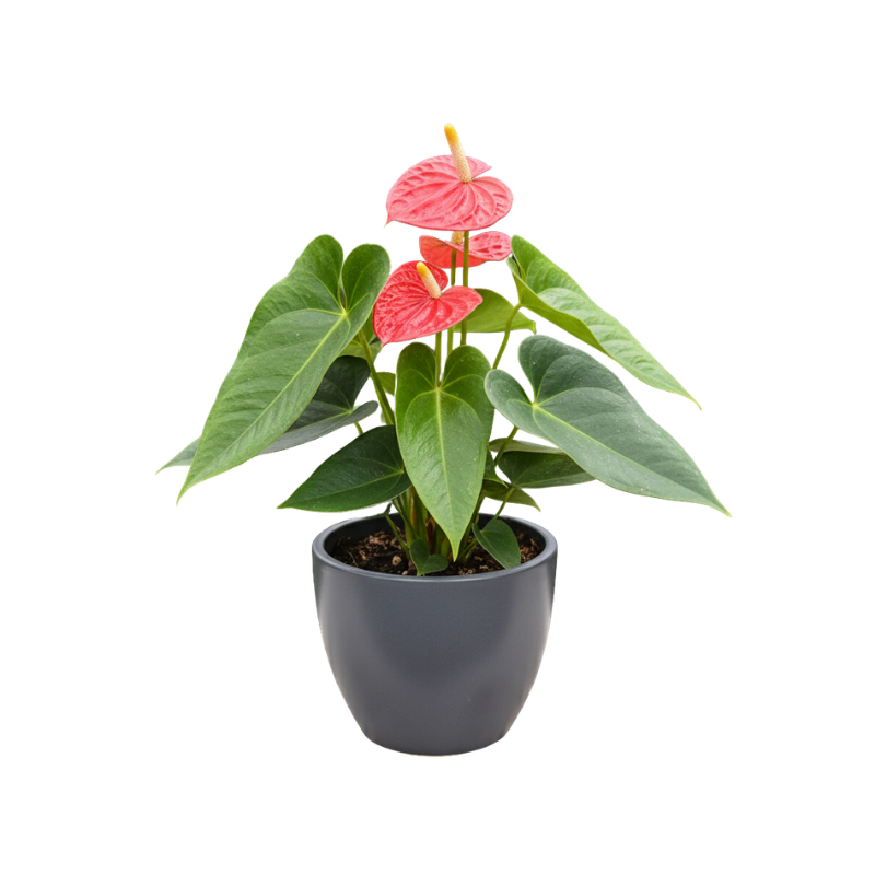Anthurium